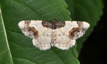 Ligdia adustata