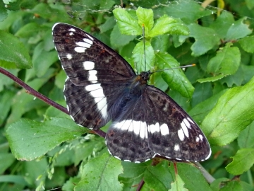 Limenitis camilla
