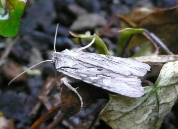 Lithophane leautieri