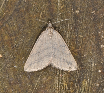 Lithostege griseata