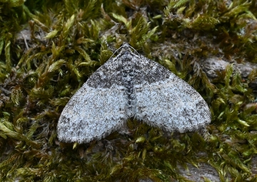 Lobophora halterata