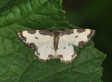 Lomaspilis marginata