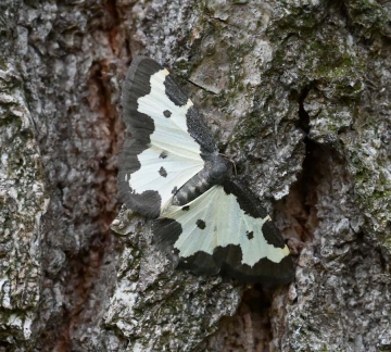 Lomaspilis marginata