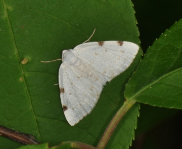 Lomographa bimaculata