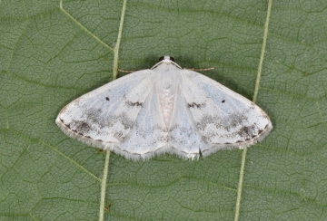 Lomographa temerata