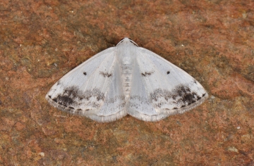 Lomographa temerata
