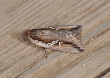 Lophoterges millierei