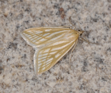 Loxostege clathralis