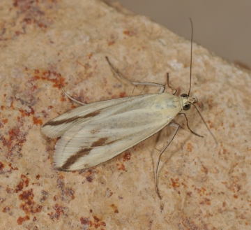 Loxostege deliblatica