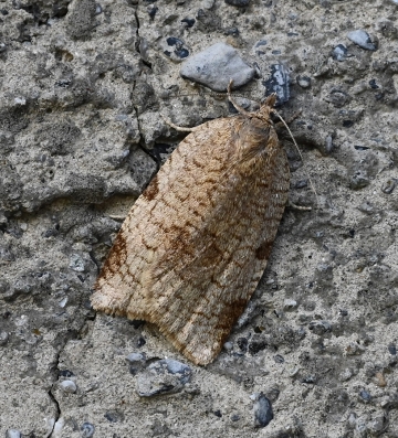 Lozotaenia forsterana