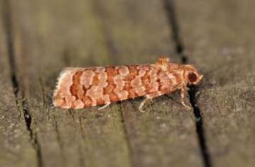 Lozotaeniodes formosanus