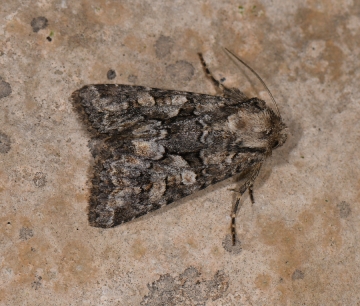 Luteohadena andalusica