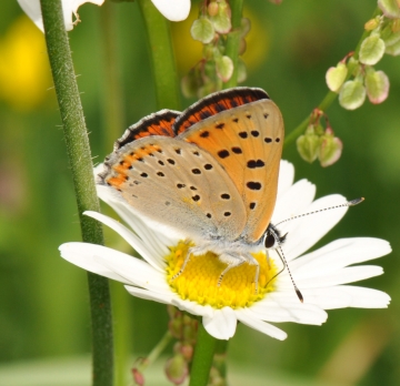 Lycaena alciphron