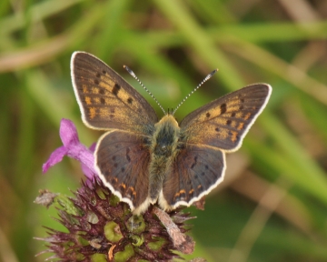 Lycaena tityrus