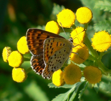 Lycaena tityrus