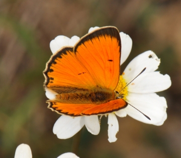 Lycaena virgaureae