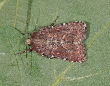 Lycophotia erythrina