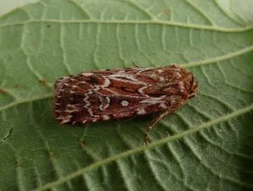 Lycophotia porphyrea