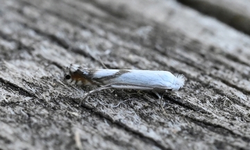 Lyonetia prunifoliella