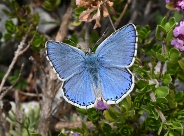 Lysandra bellargus