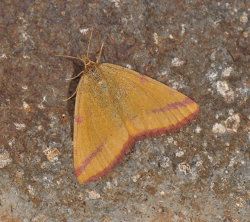 Lythria purpuraria
