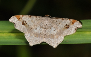 Macaria alternata
