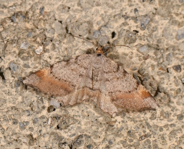 Macaria liturata
