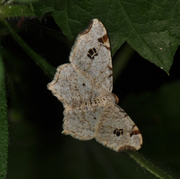 Macaria notata