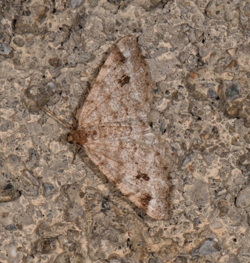 Macaria signaria