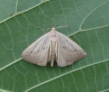 Macrochilo cribrumalis