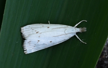 Macrochilo cribrumalis