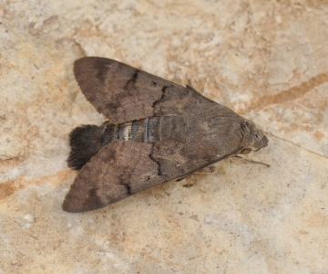 Macroglossum stellatarum