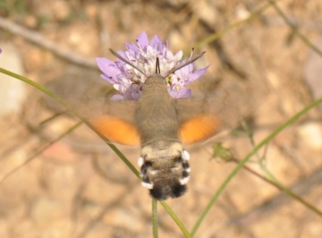 Macroglossum stellatarum