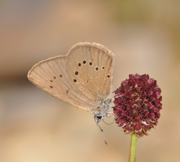 Maculinea nausithous