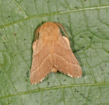 Malacosoma neustria