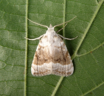 Meganola albula