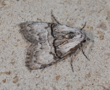 Meganola togatulalis