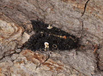 Melanchra persicariae
