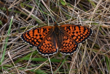 Melitaea arduinna