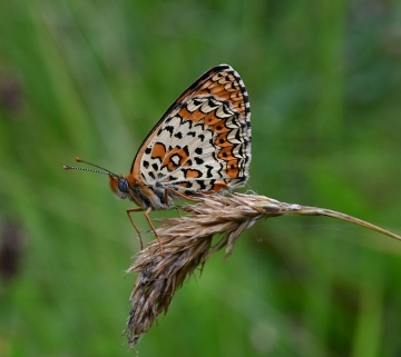 Melitaea arduinna