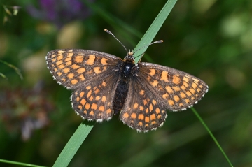 Melitaea aurelia