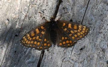 Melitaea aurelia