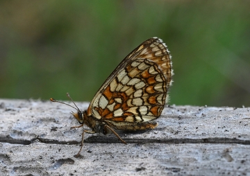 Melitaea aurelia