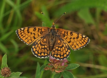 Melitaea cinxia