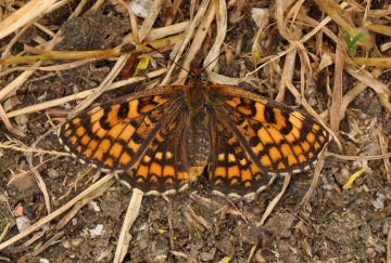 Melitaea deione