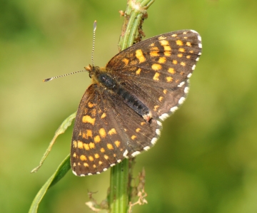 Melitaea diamina