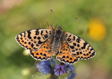 Melitaea didyma
