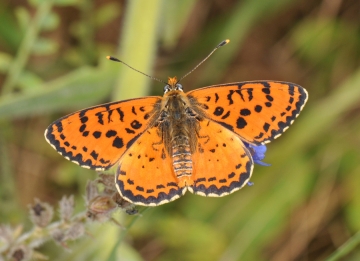 Melitaea didyma