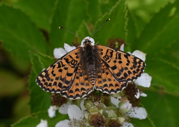 Melitaea didyma