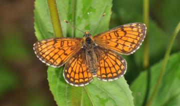 Melitaea parthenoides